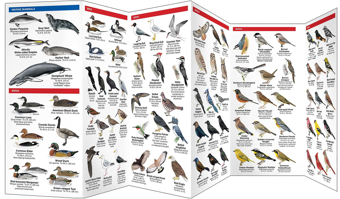 Acadia National Park Wildlife: An Introduction to Familiar Species (Pocket Naturalist Series)