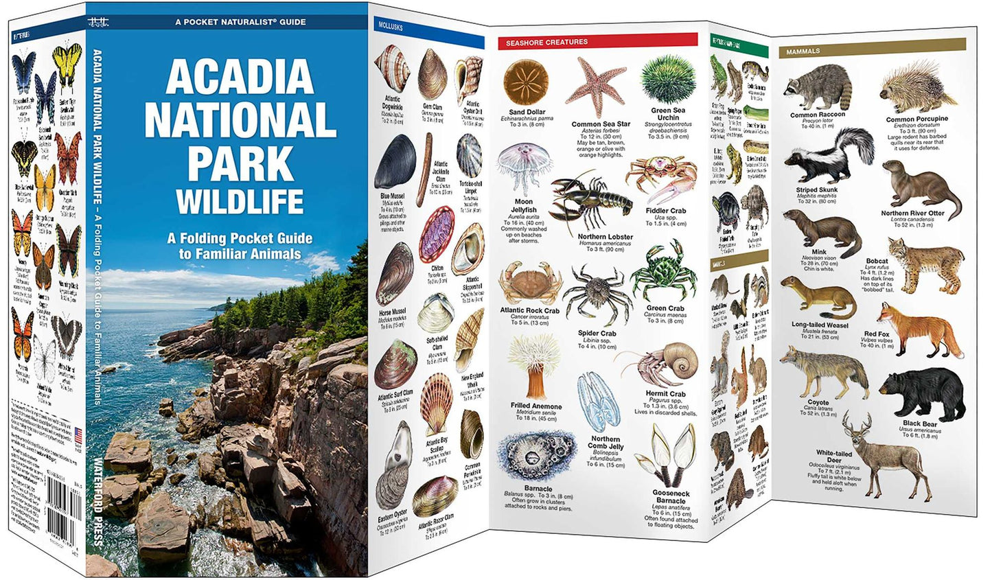 Acadia National Park Wildlife: An Introduction to Familiar Species (Pocket Naturalist Series)