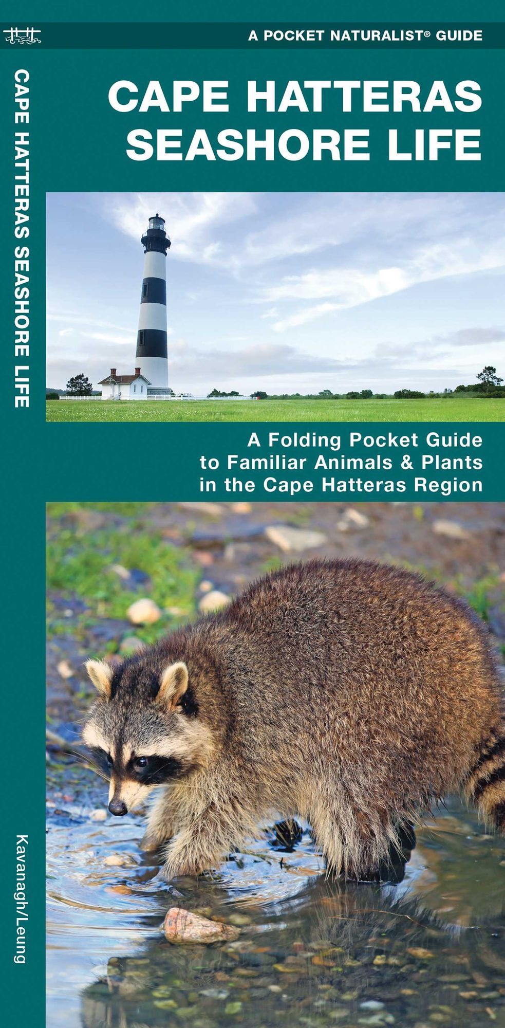 Cape Hatteras Seashore Life: An Introduction to Familiar Plants and Animals in the Cape Hatteras Region