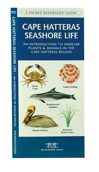 Cape Hatteras Seashore Life: An Introduction to Familiar Plants and Animals in the Cape Hatteras Region