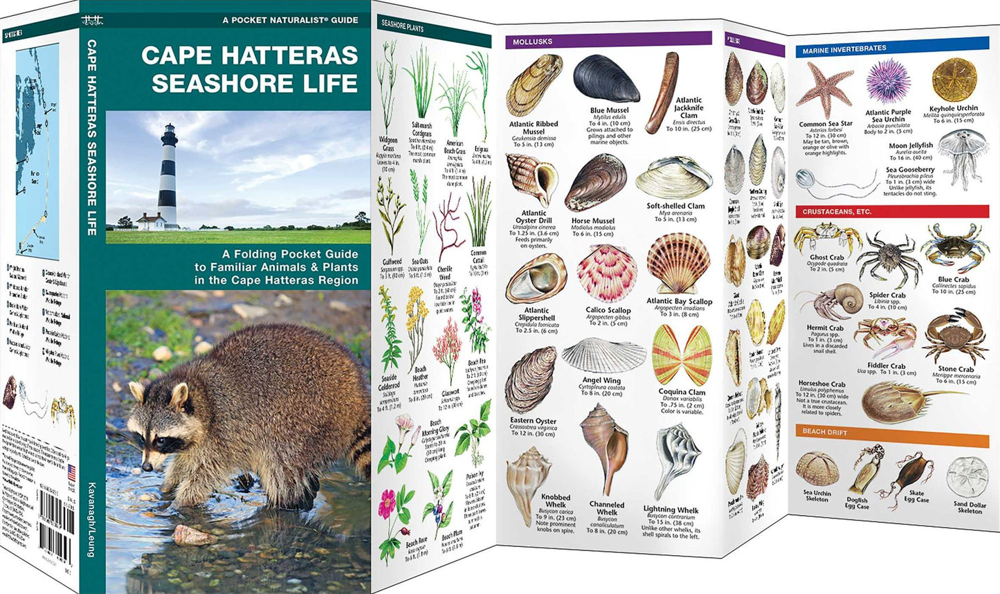 Cape Hatteras Seashore Life: An Introduction to Familiar Plants and Animals in the Cape Hatteras Region