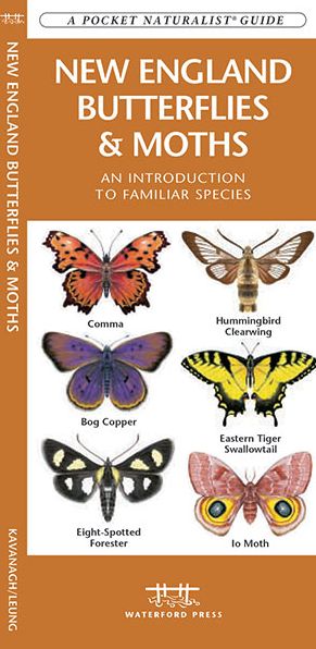 New England Butterflies and Moths: An Introduction to Familiar Species (Pocket Naturalist Series)