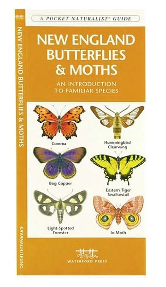 New England Butterflies and Moths: An Introduction to Familiar Species (Pocket Naturalist Series)