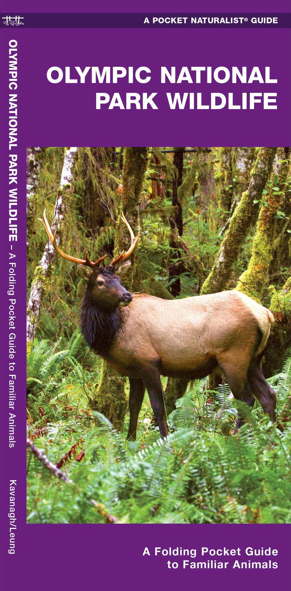 Olympic National Park Wildlife: An Introduction to Familiar Species