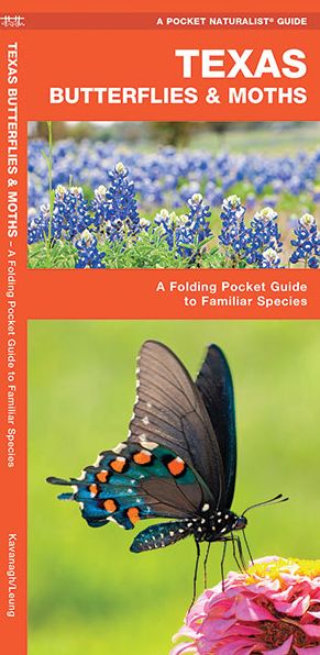 Texas Butterflies and Moths: An Introduction to Familiar Species