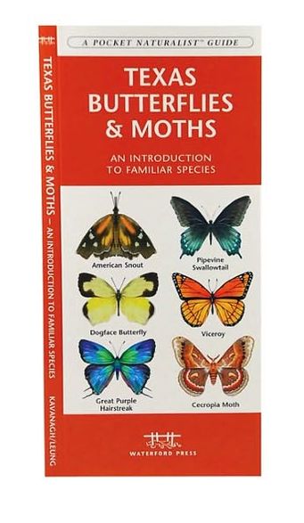 Texas Butterflies and Moths: An Introduction to Familiar Species