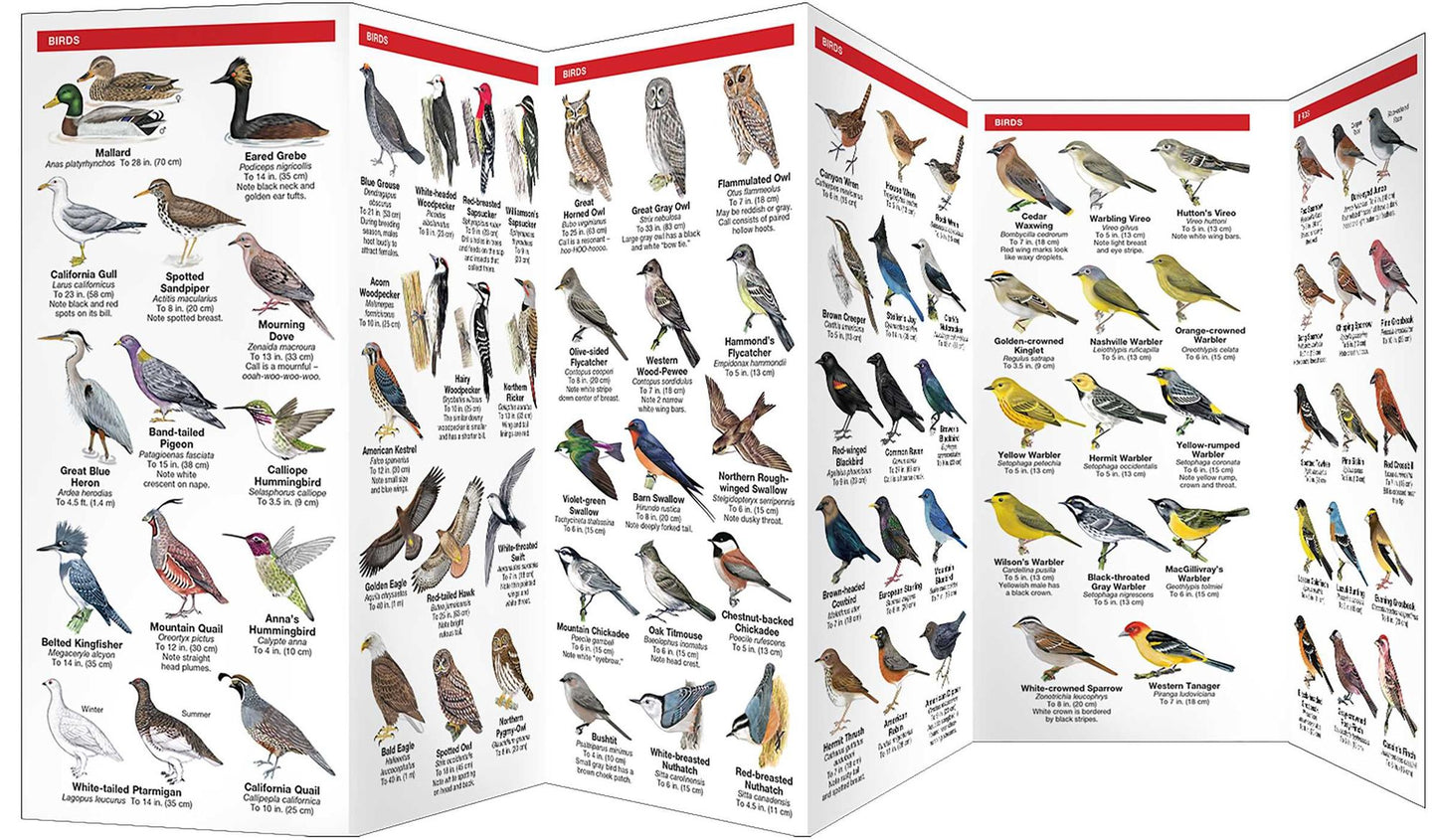 Pocket Naturalist Guide to Yosemite Wildlife: An Introduction to Familiar Species of the Yosemite Area