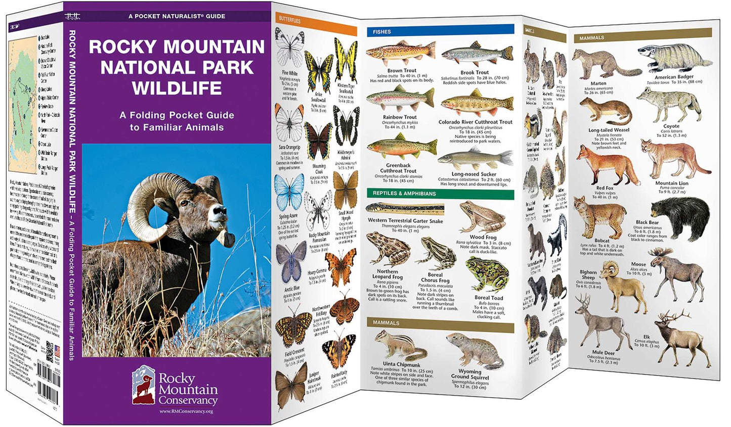 Rocky Mountain National Park Wildlife: An Introduction to Familiar Species