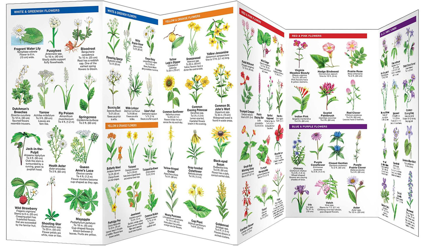 Arkansas Trees and Wildflowers: An Introduction to Familiar Species (Pocket Naturalist - Waterford Press)
