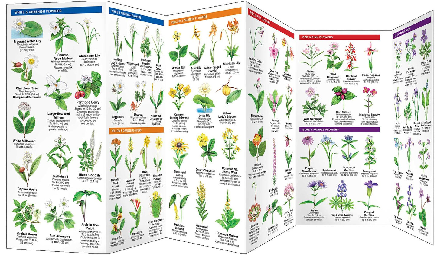 Georgia Trees and Wildflowers: An Introduction to Familiar Species (Pocket Naturalist - Waterford Press Series)