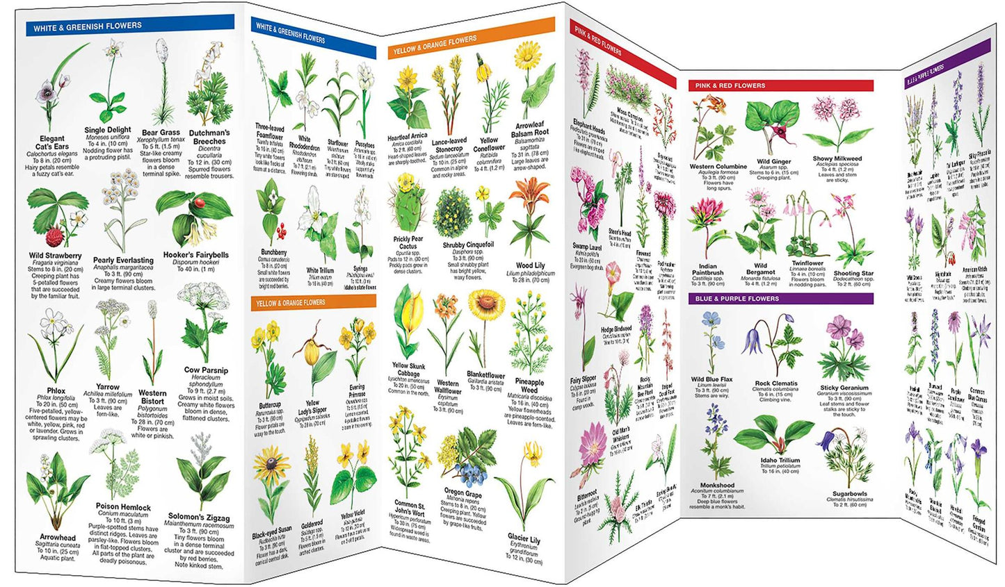 Idaho Trees & Wildflowers: An Introduction to Familiar Species