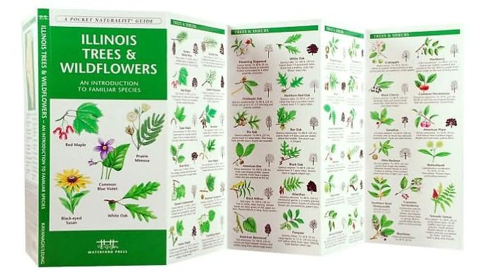 Illinois Trees and Wildflowers: An Introduction to Familiar Species (A Pocket Naturalist Guide Series)