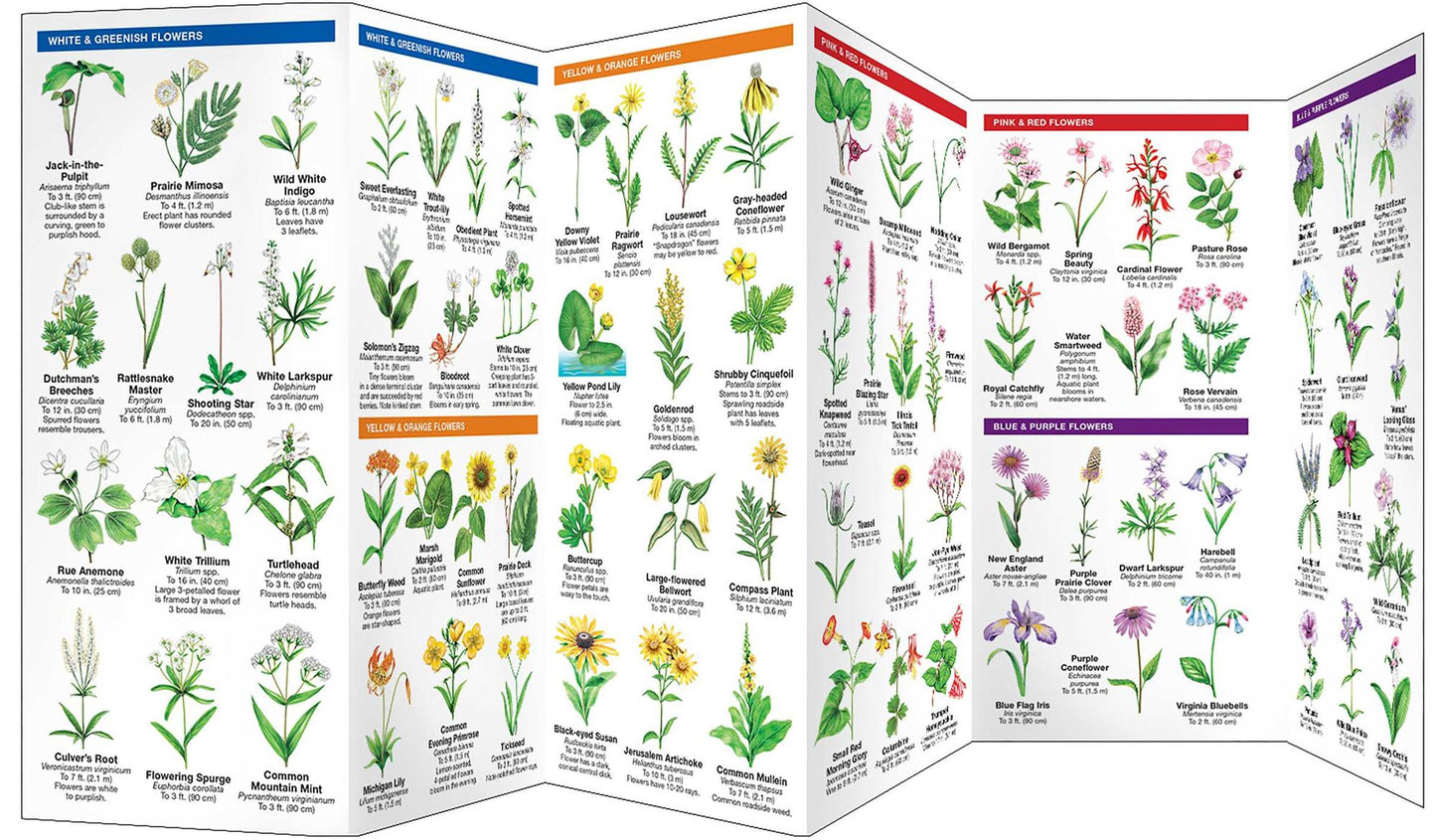Illinois Trees and Wildflowers: An Introduction to Familiar Species (A Pocket Naturalist Guide Series)