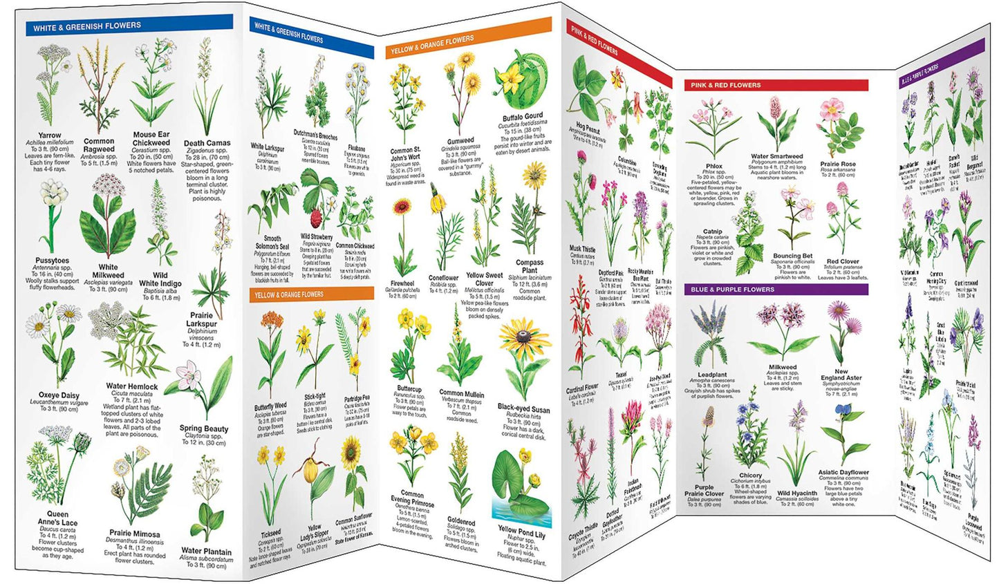 Kansas Trees & Wildflowers
