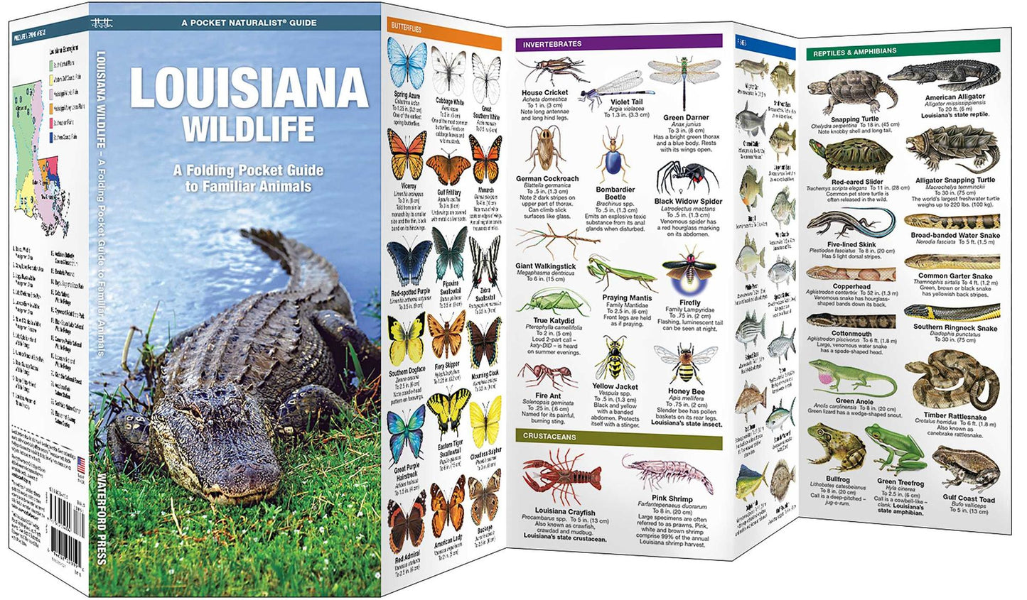 Louisiana Wildlife: An Introduction to Familiar Species