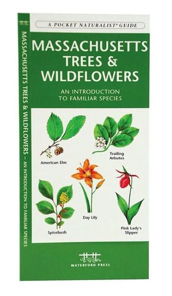 Massachusetts Trees & Wildflowers: An Introduction to Familiar Species