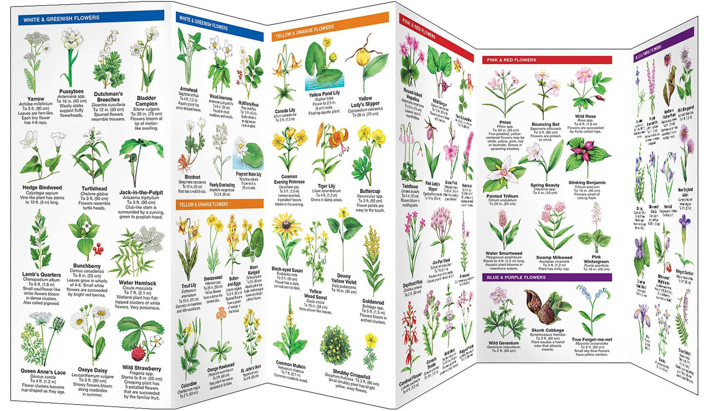 New Hampshire Trees & Wildflowers: An Introduction to Familiar Species