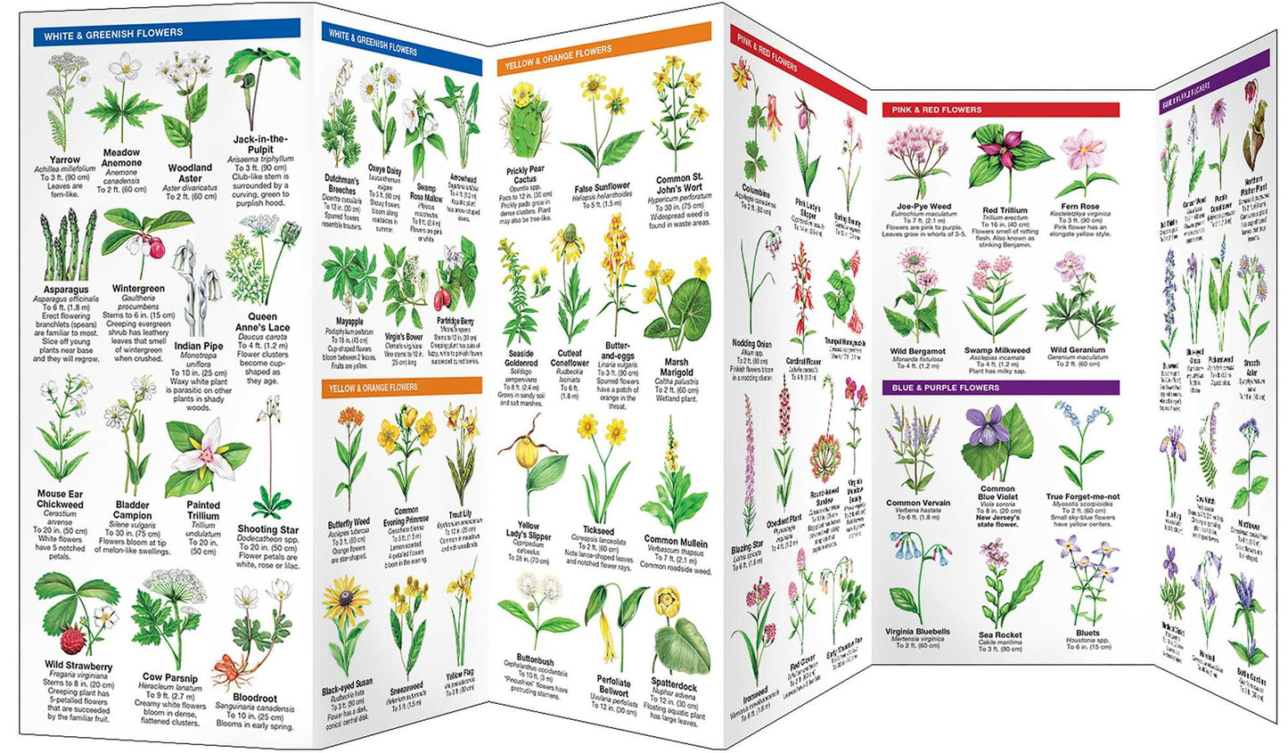 New Jersey Trees and Wildflowers: An Introduction to Familiar Species (Pocket Naturalist - Waterford Press Series)