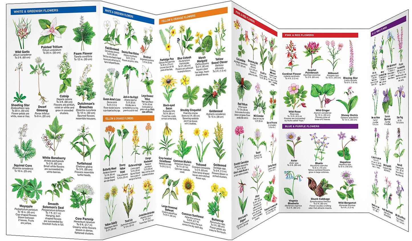 Ohio Trees and Wildflowers: An Introduction to Familiar Species (Pocket Naturalist - Waterford Press)