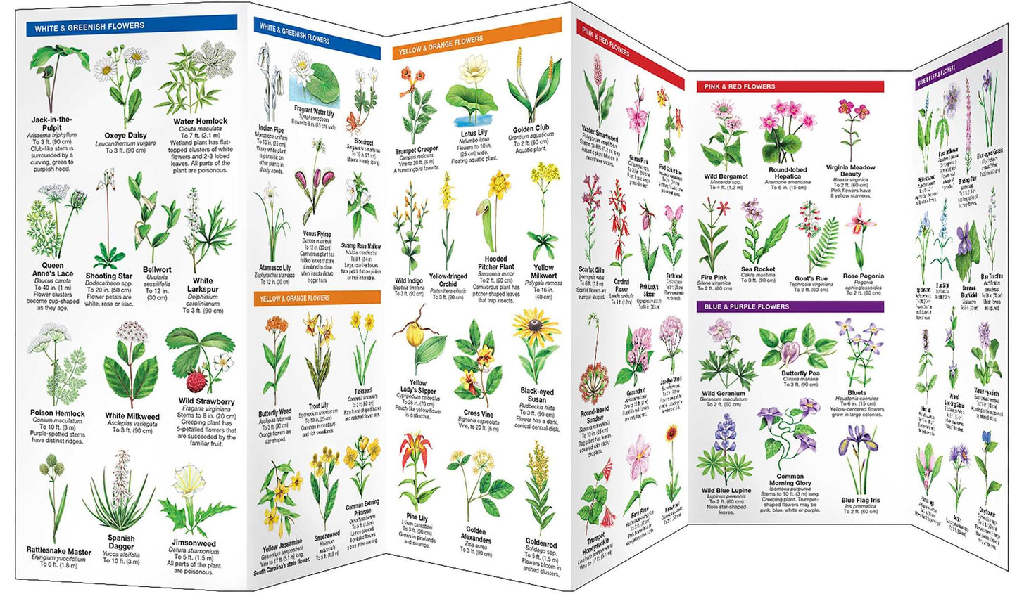 South Carolina Trees and Wildflowers: An Introduction to Familiar Species (Pocket Naturalist - Waterford Press)