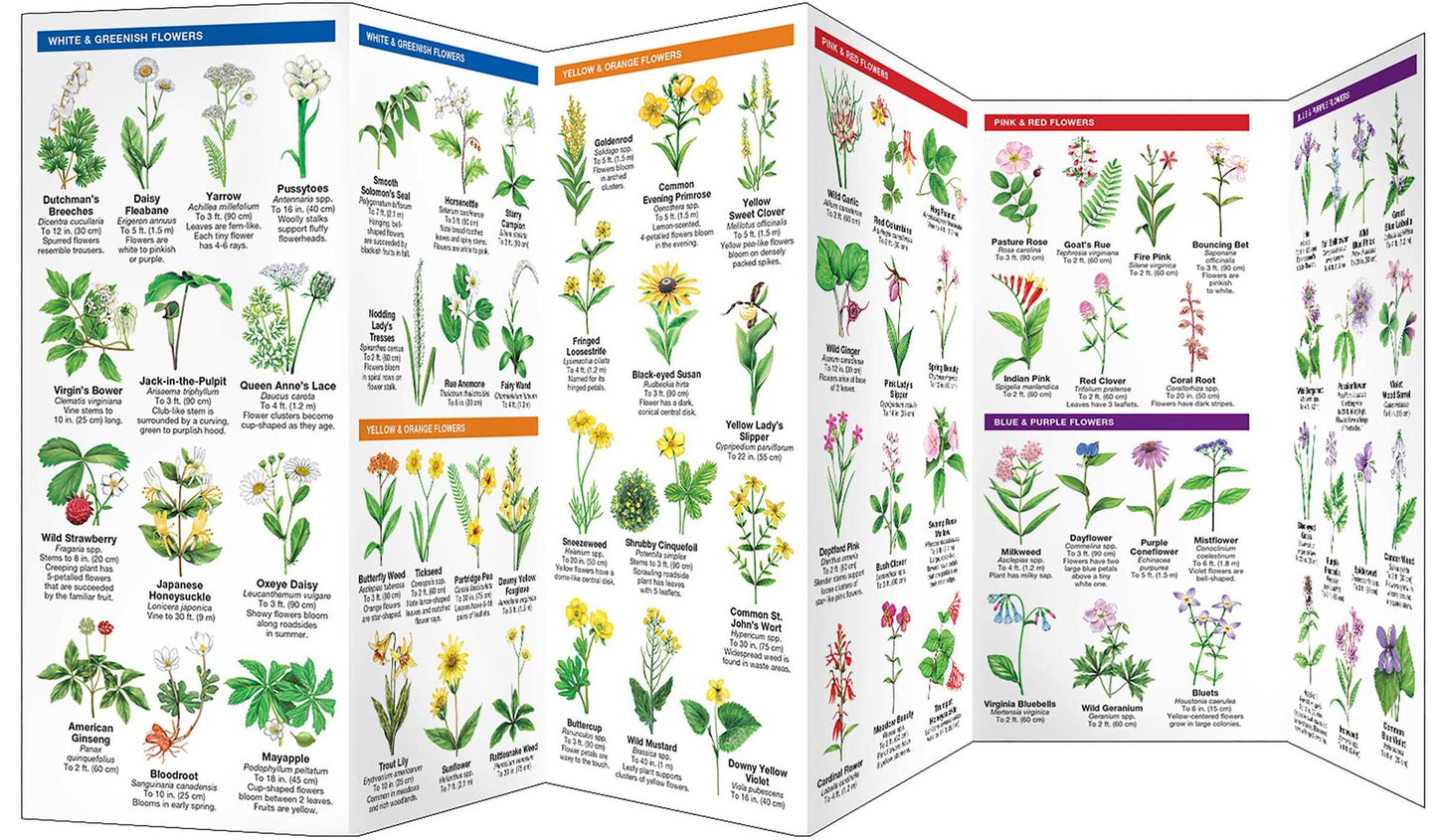 Tennessee Trees & Wildflowers: An Introduction to Familiar Species