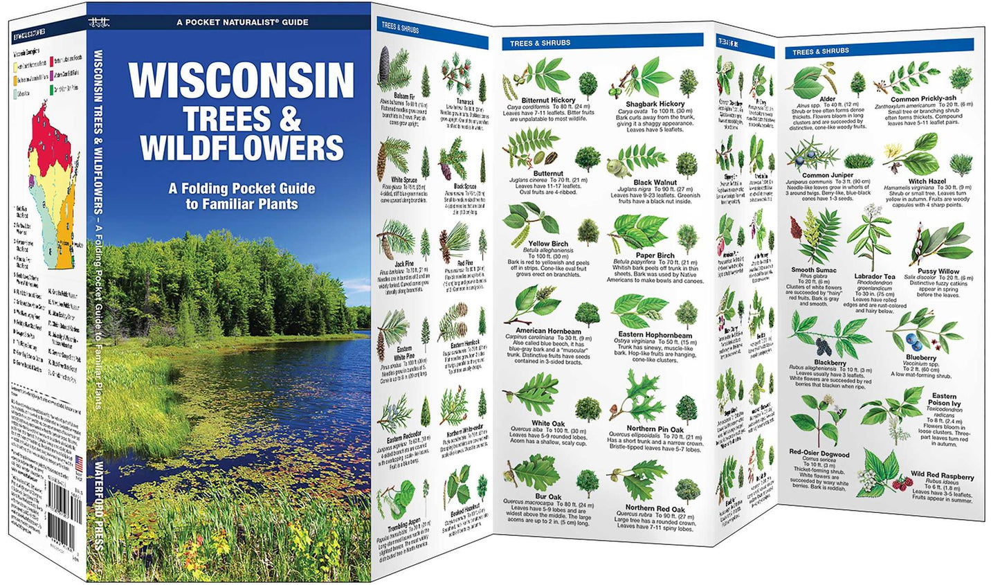 Wisconsin Trees & Wildflowers: An Introduction to Familiar Species