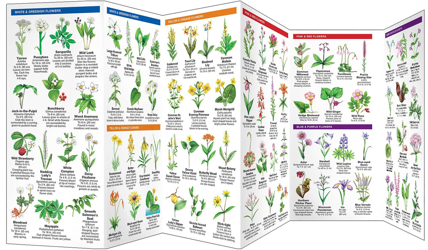 Wisconsin Trees & Wildflowers: An Introduction to Familiar Species