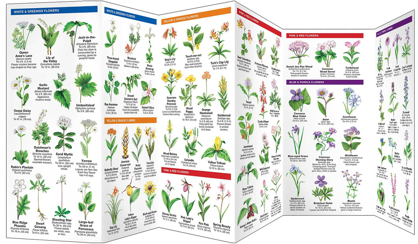 Great Smoky Mountains Trees and Wildflowers: An Introduction to Familiar Species (Pocket Naturalist - Waterford Press)