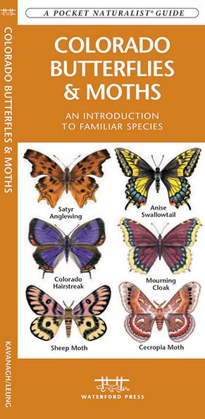 Colorado Butterflies and Moths: An Introduction to Familiar Species (Pocket Naturalist Series)