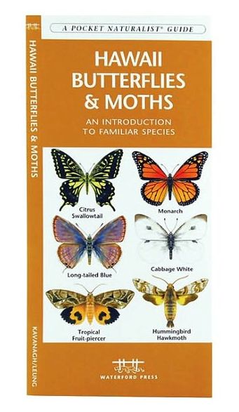 Hawaii Butterflies and Moths: An Introduction to Familiar Species (Pocket Naturalist Series)