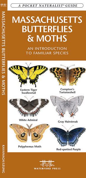 Massachusetts Butterflies and Moths: An Introduction to Familiar Species (Pocket Naturalist Series)
