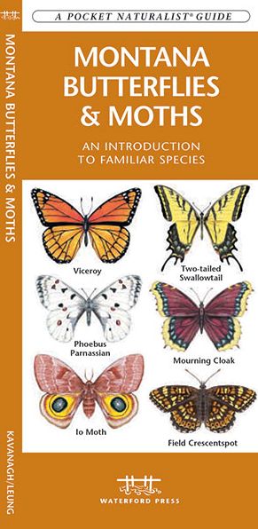 Montana Butterflies and Moths: An Introduction to Familiar Species (Pocket Naturalist Series)