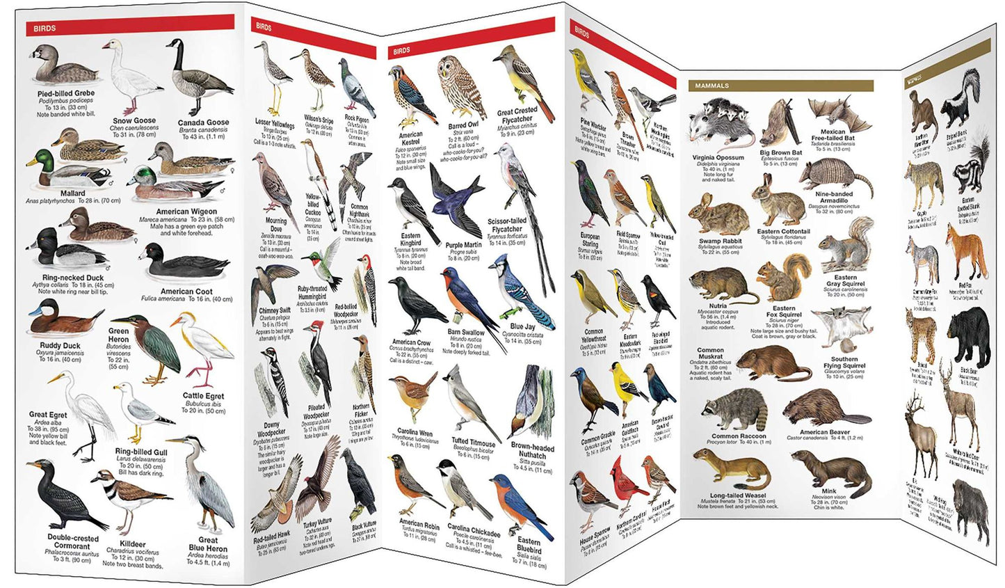 Arkansas Wildlife: An Introduction to Familiar Species