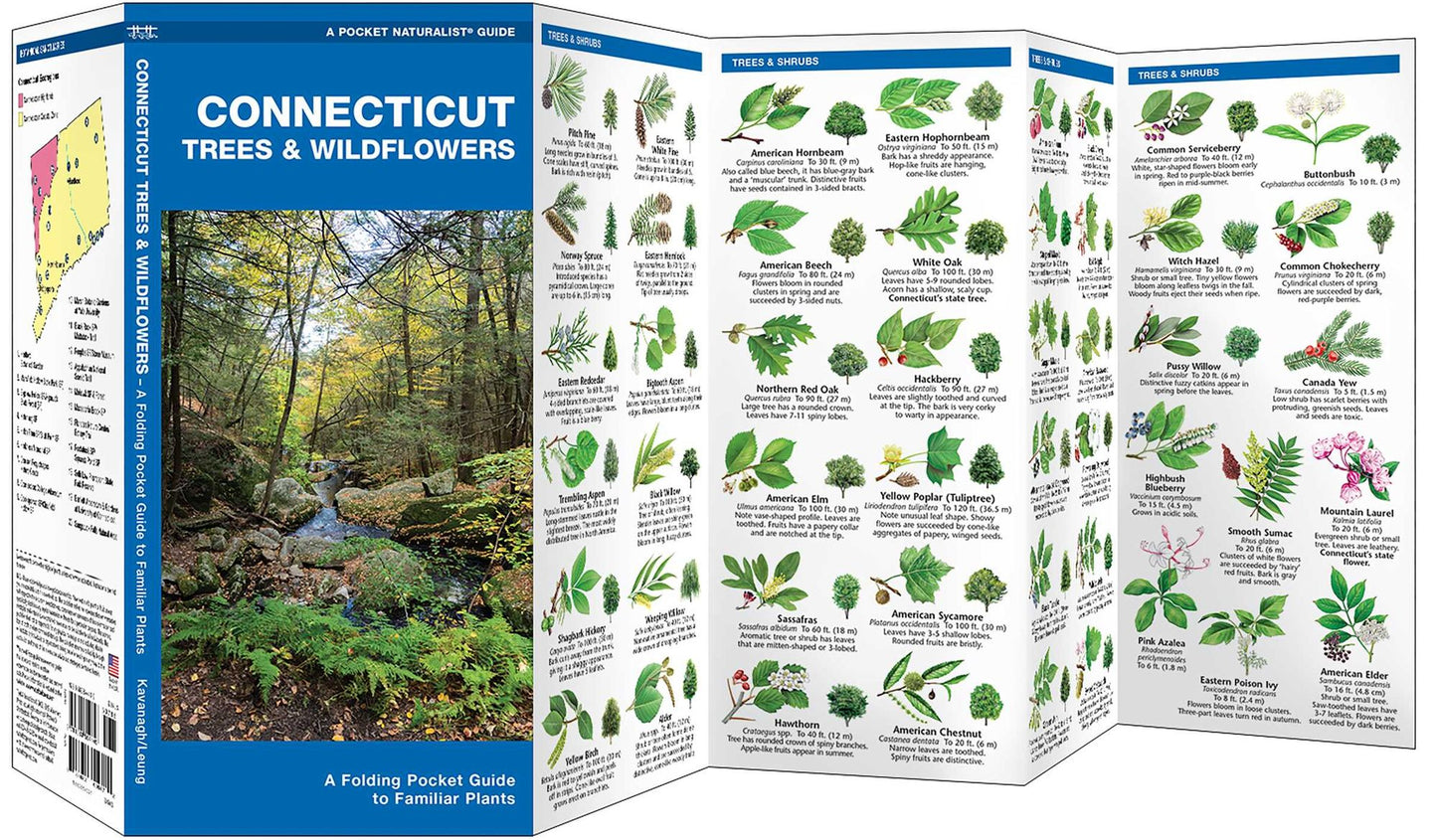 Connecticut Trees and Wildflowers: An Introduction to Familiar Species