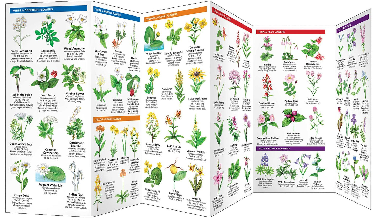Connecticut Trees and Wildflowers: An Introduction to Familiar Species