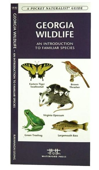 Georgia Wildlife: An Introduction to Familiar Species