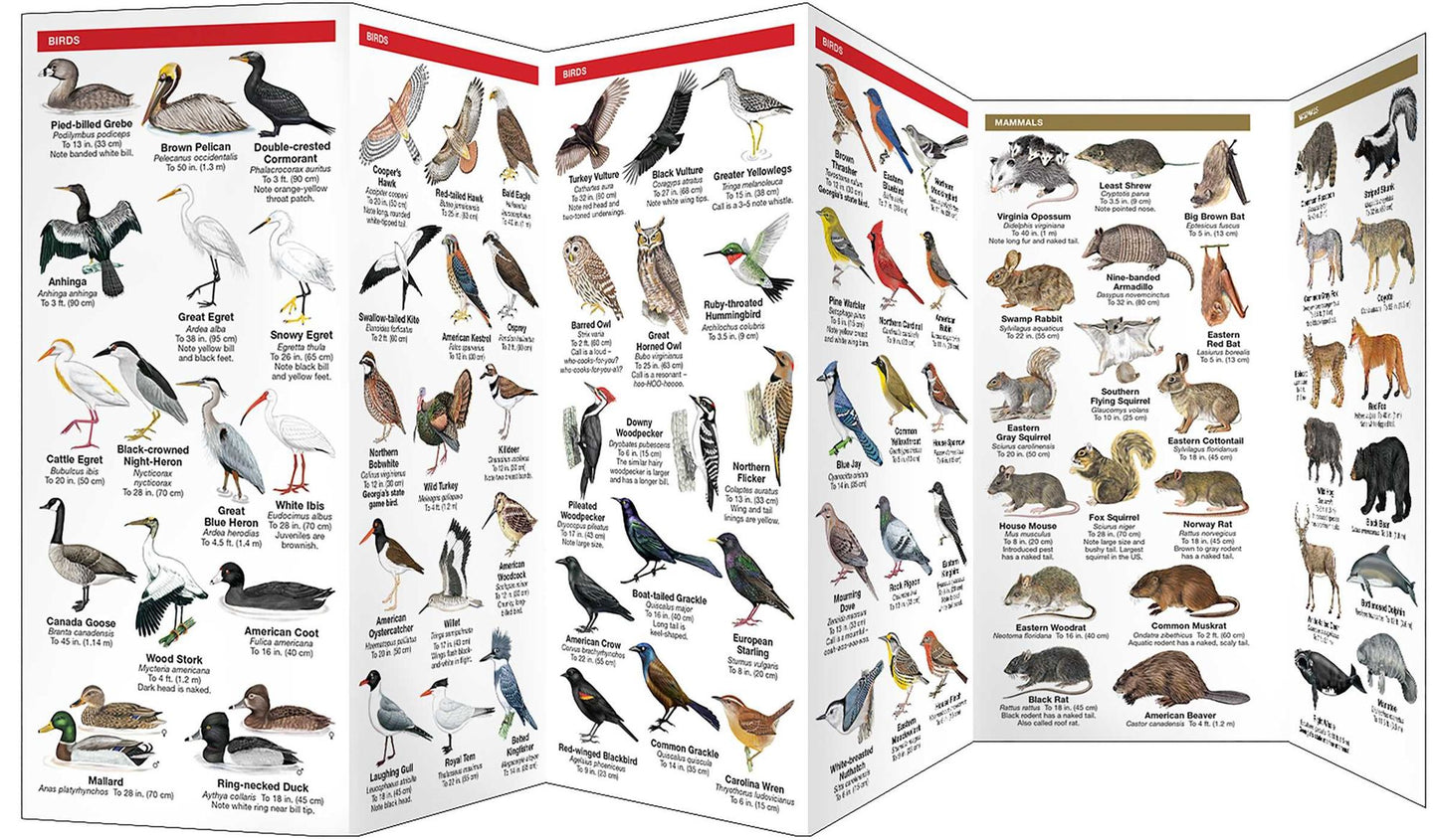 Georgia Wildlife: An Introduction to Familiar Species