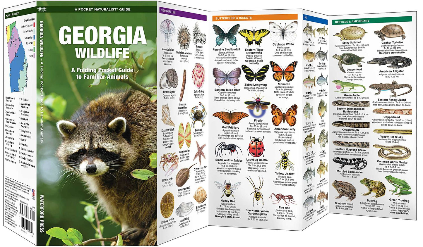Georgia Wildlife: An Introduction to Familiar Species