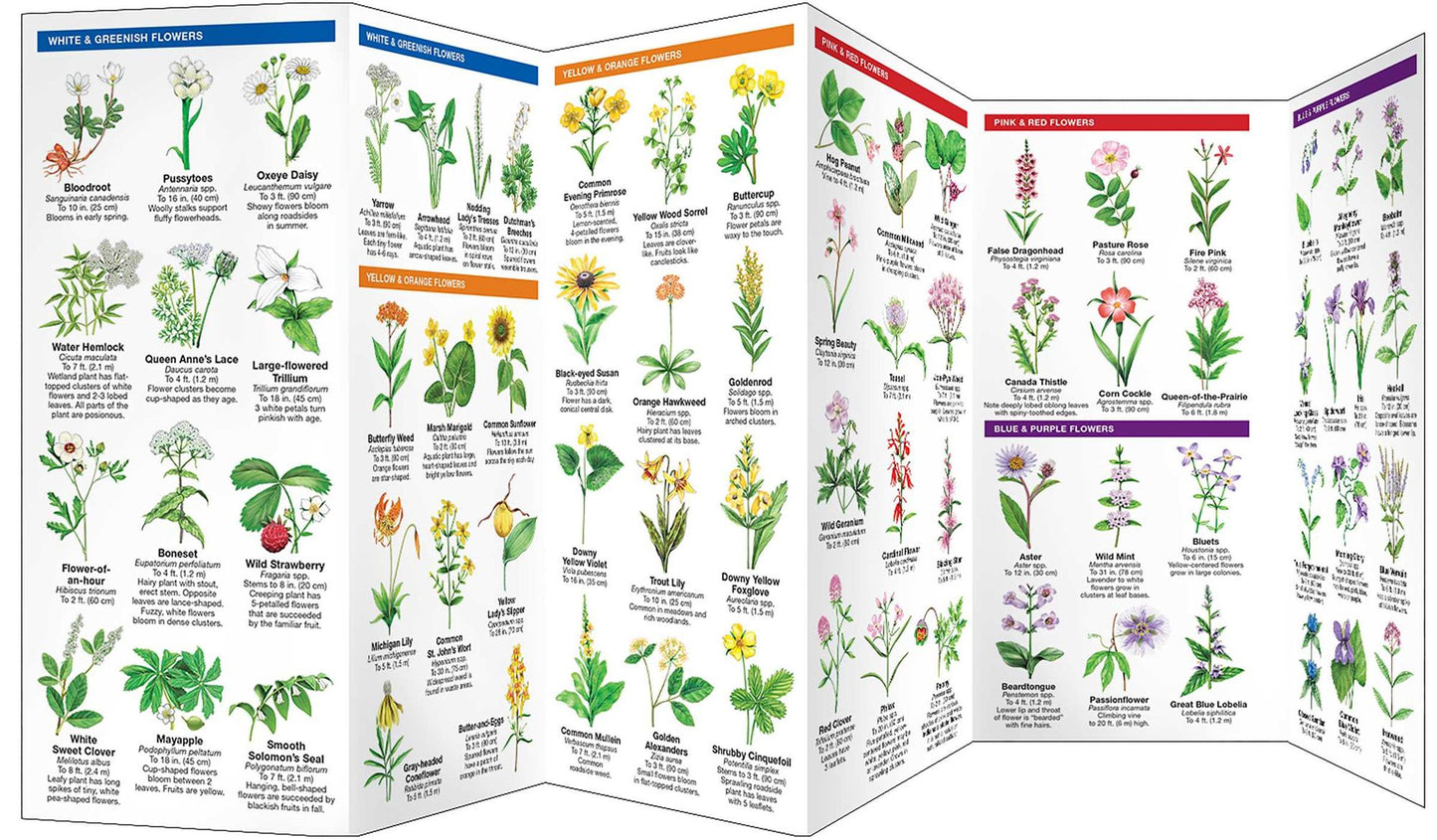 Indiana Trees and Wildflowers: An Introduction to Familiar Species