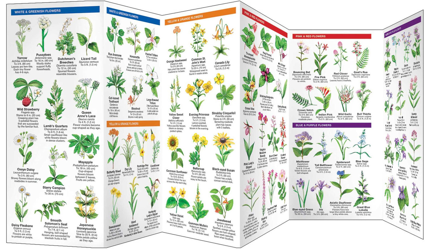 Kentucky Trees and Wildflowers: An Introduction to Familiar Species