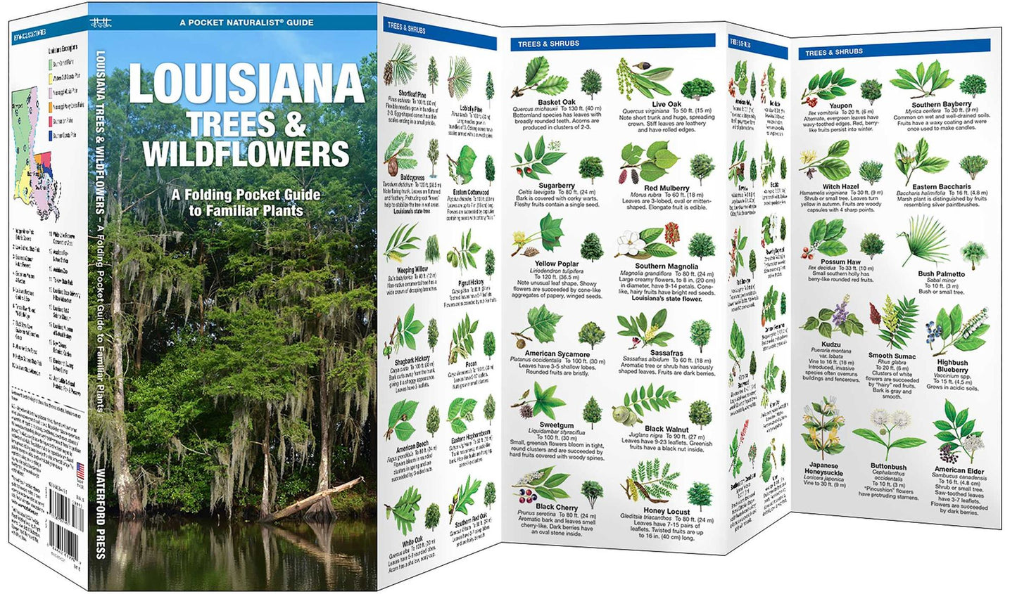 Louisiana Trees and Wildflowers: An Introduction of Familiar Species