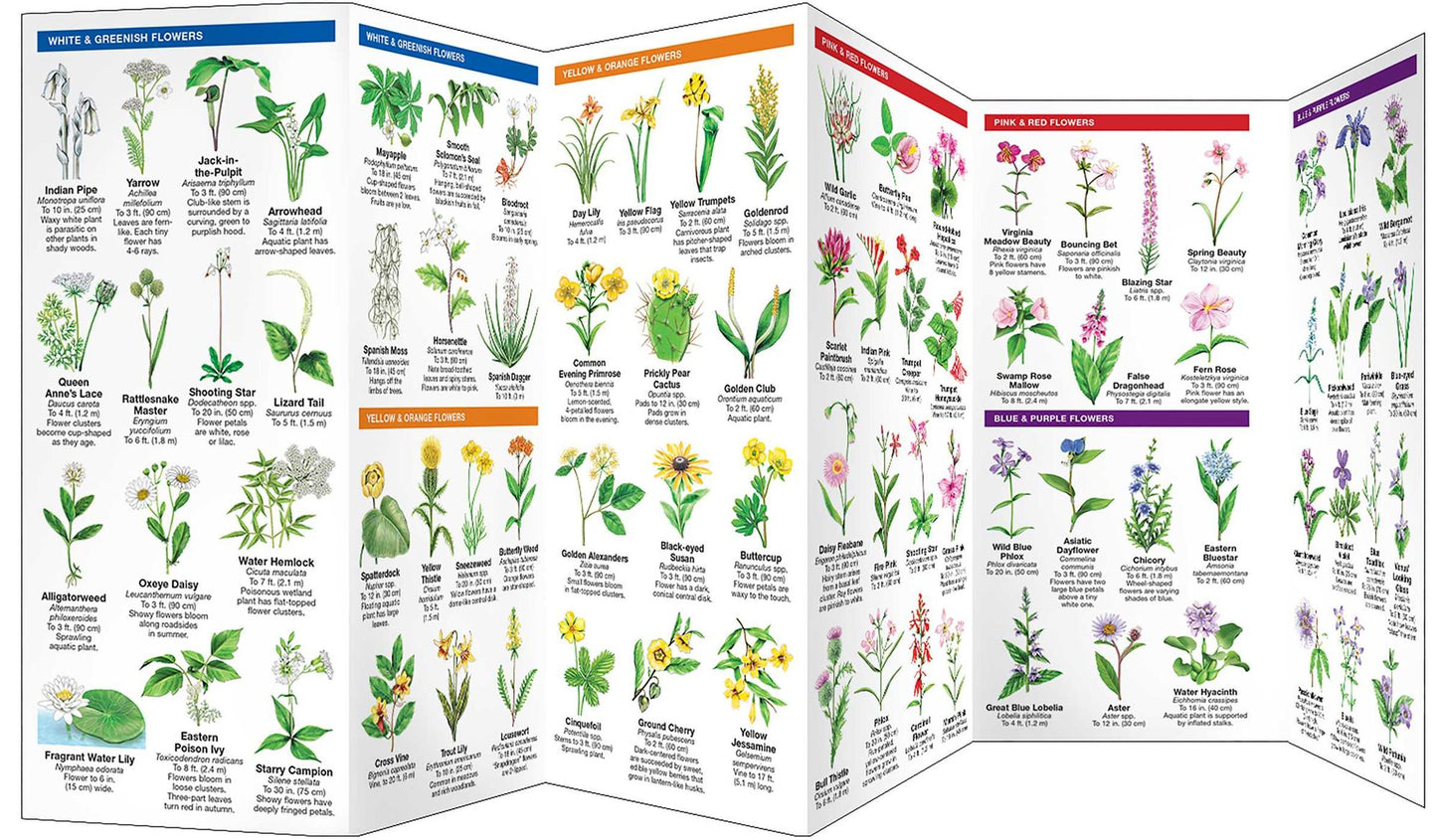 Louisiana Trees and Wildflowers: An Introduction of Familiar Species