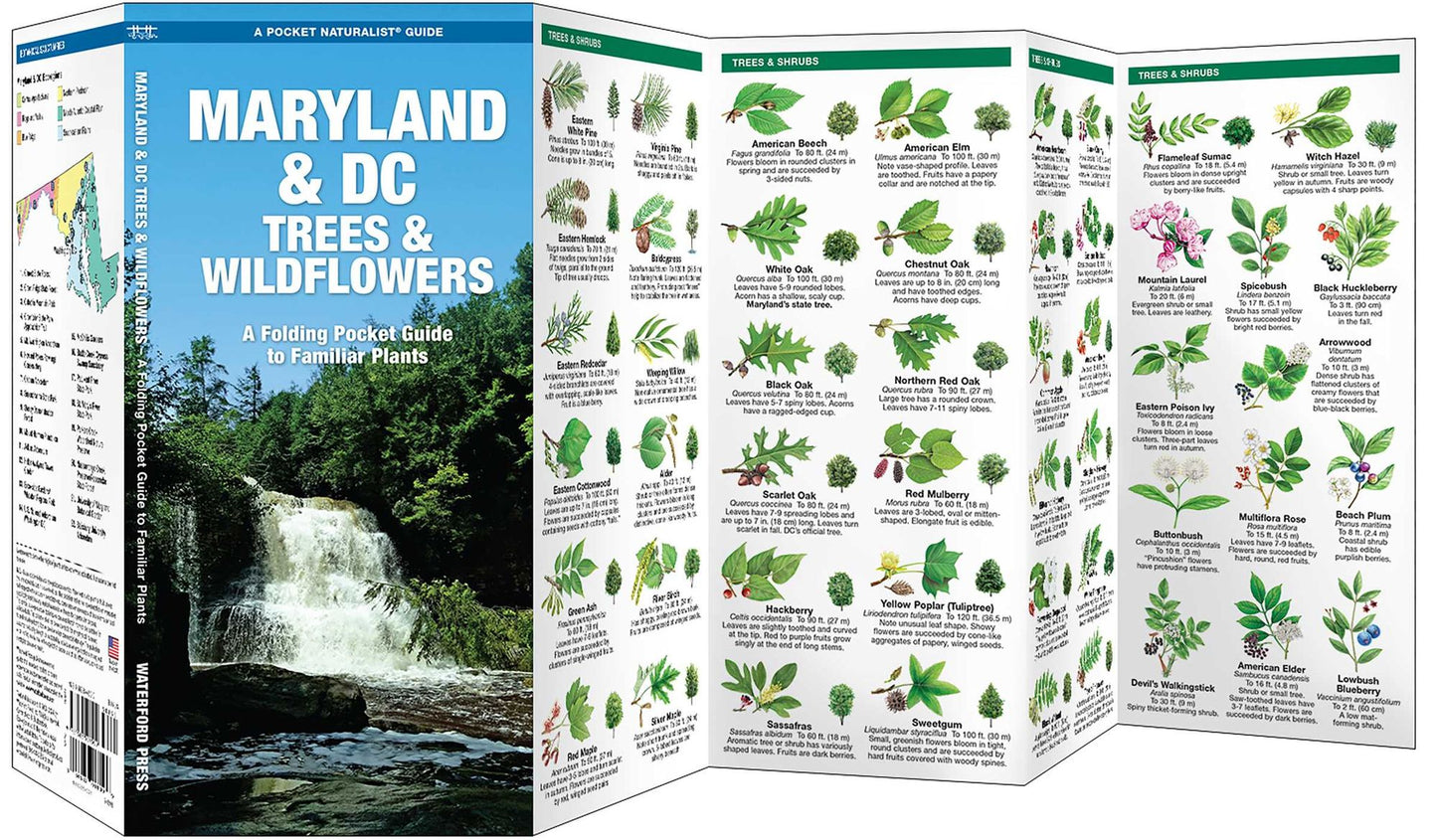 Maryland & DC Trees & Wildflowers: An Introduction to Familiar Species