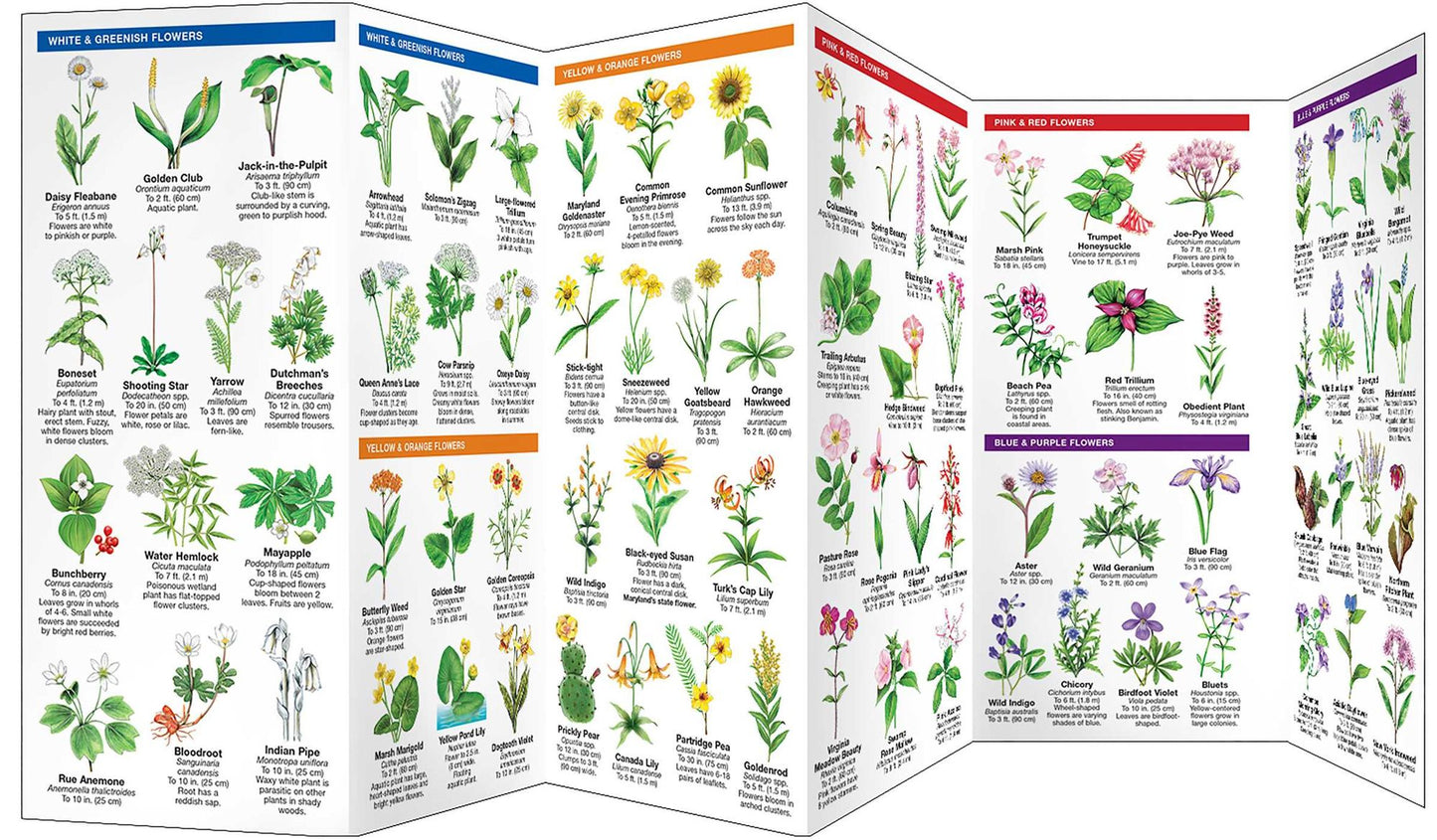 Maryland & DC Trees & Wildflowers: An Introduction to Familiar Species