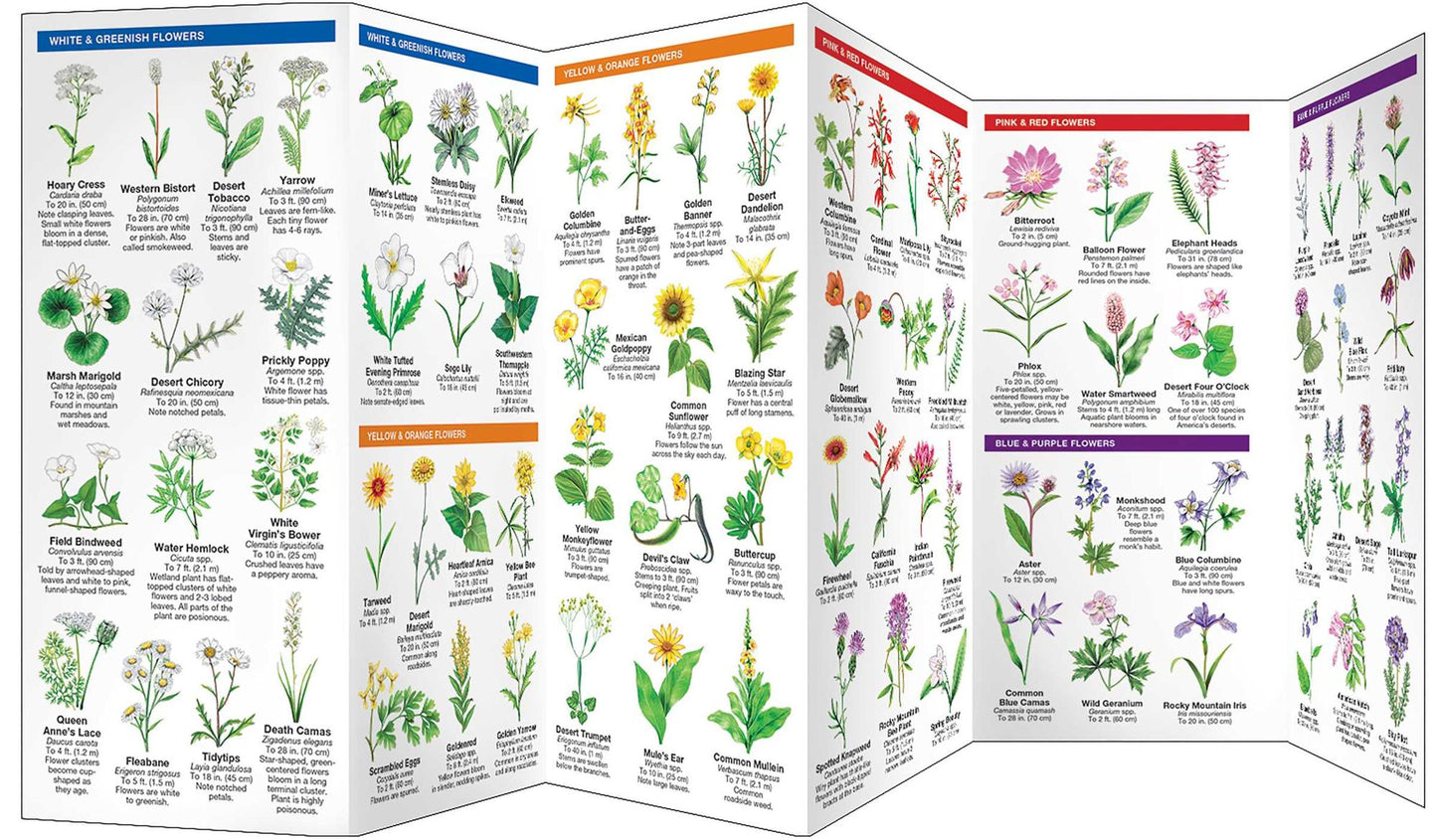 Nevada Trees and Wildflowers: An Introduction to Familiar Species
