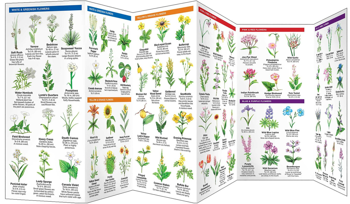 South Dakota Trees and Wildflowers: An Introduction to Familiar Species