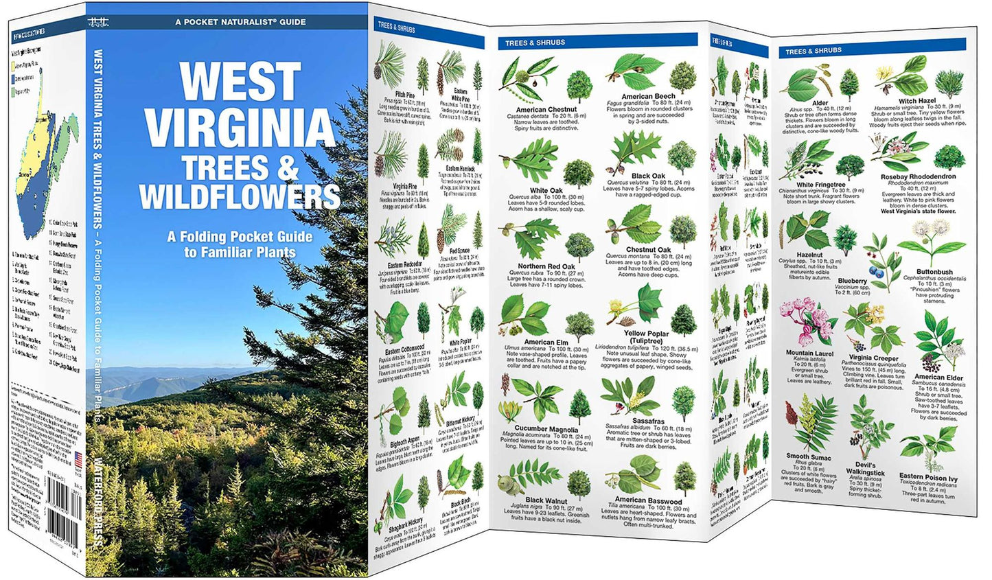 West Virginia Trees and Wildflowers: An Introduction to Familiar Species
