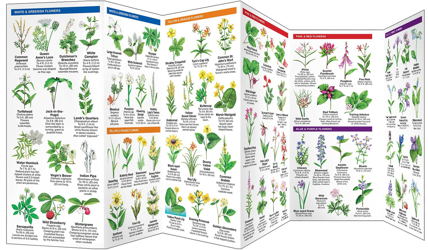 West Virginia Trees and Wildflowers: An Introduction to Familiar Species