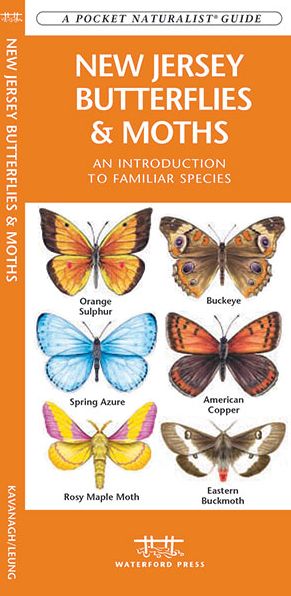 New Jersey Butterflies and Moths: An Introduction to Familiar Species