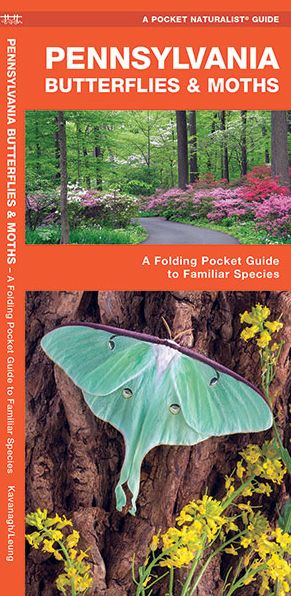 Pennsylvania Butterflies and Moths: An Introduction to Familiar Species